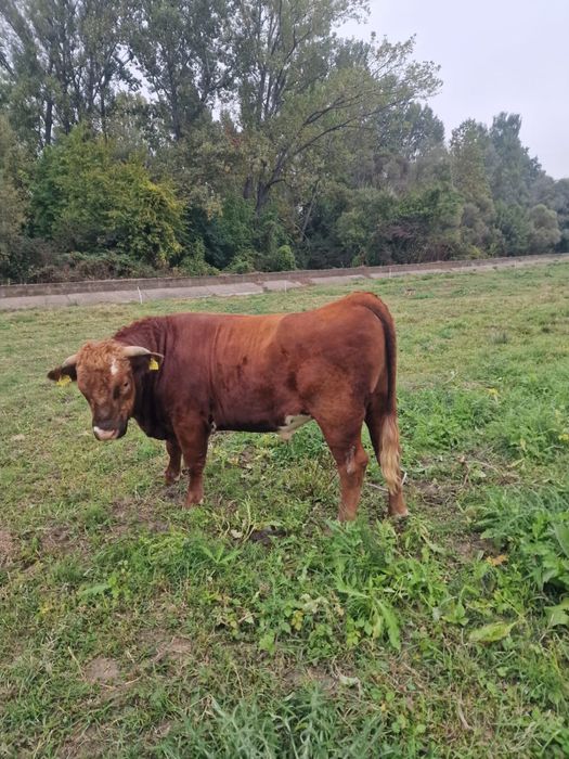 Taur de vanzare, pret: 8000 lei