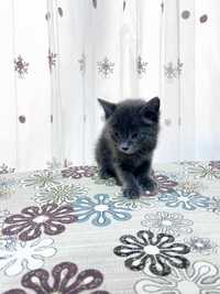 Продаётся котёнок породы «русская голубая»
Возраст: 2месяца
Пол: мальч