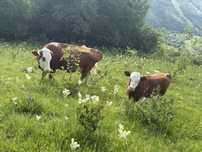 Vaca cu vitea de vanzare