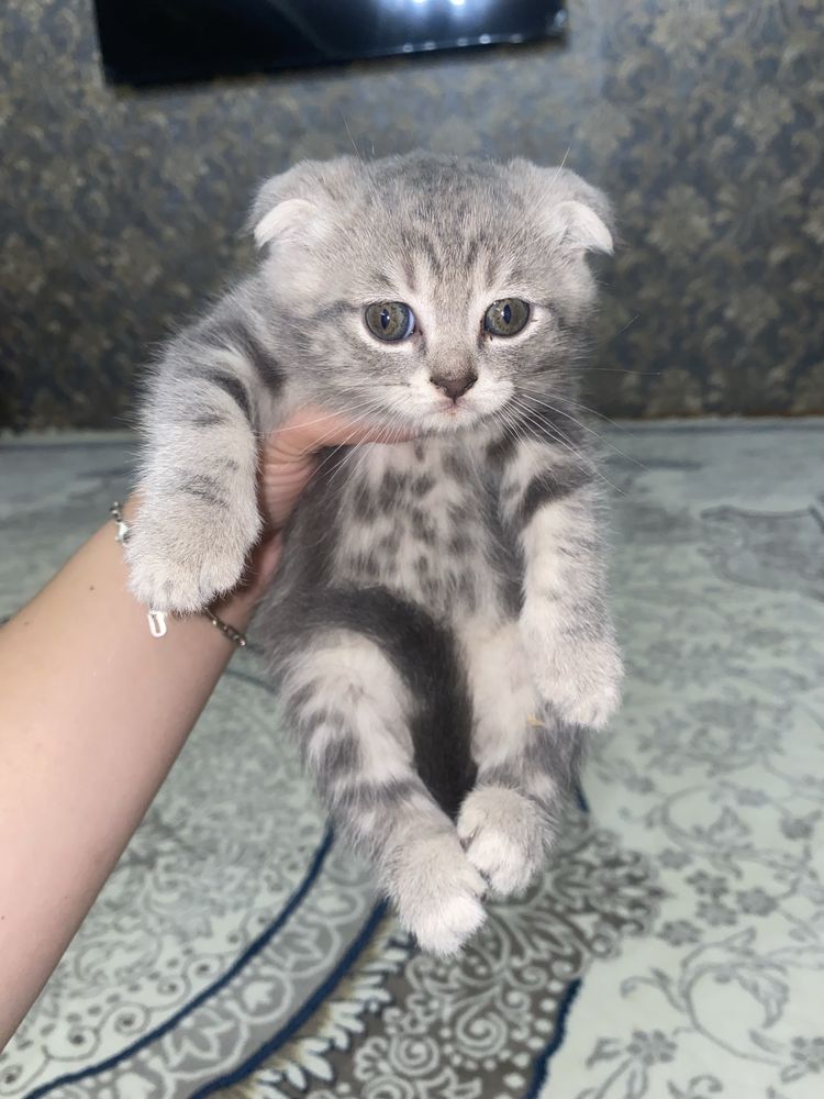 Срочно продаются котята Скоттиш Фолд и Скоттиш Страйт