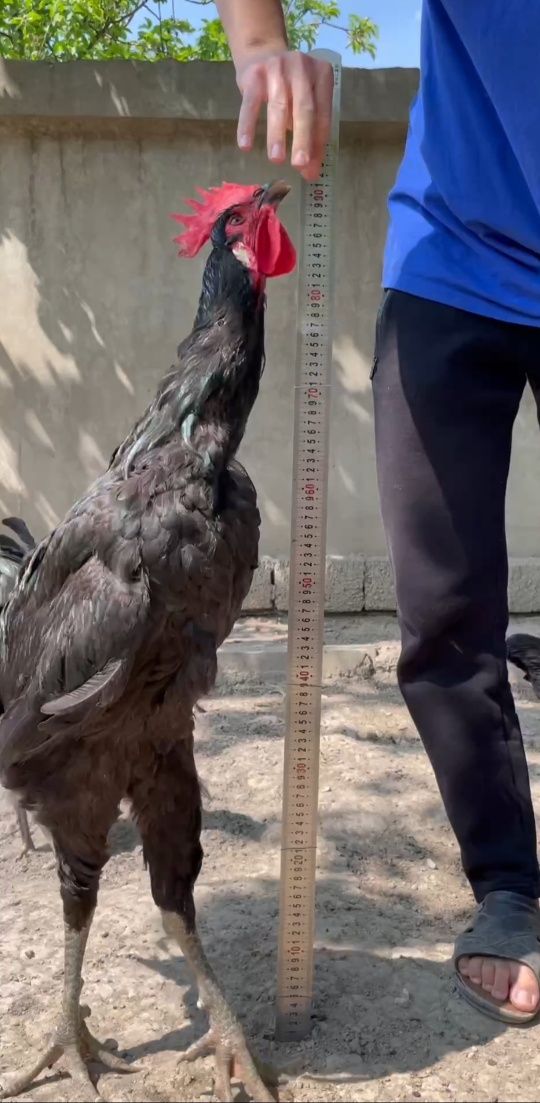 Gigant qora shaxzoda 20 kunli jojalar sotiladi