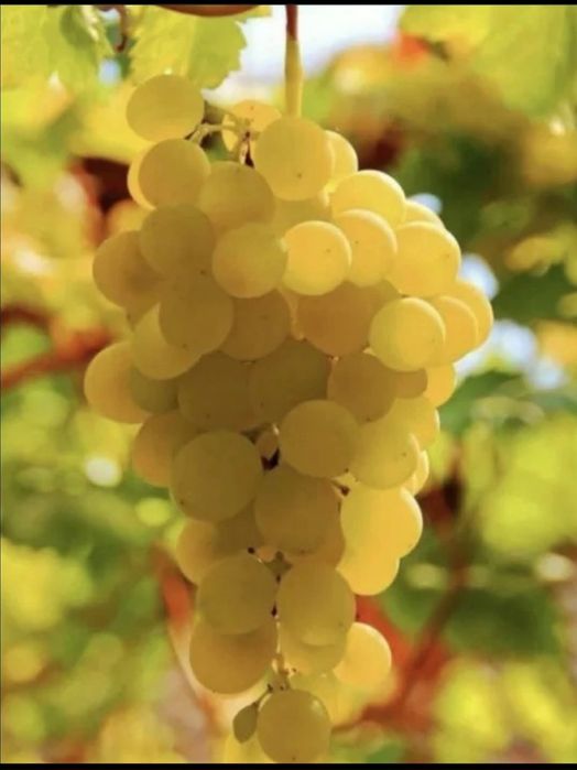 livrez struguri de vin cu transport gratuit in toată țara 
facem listă