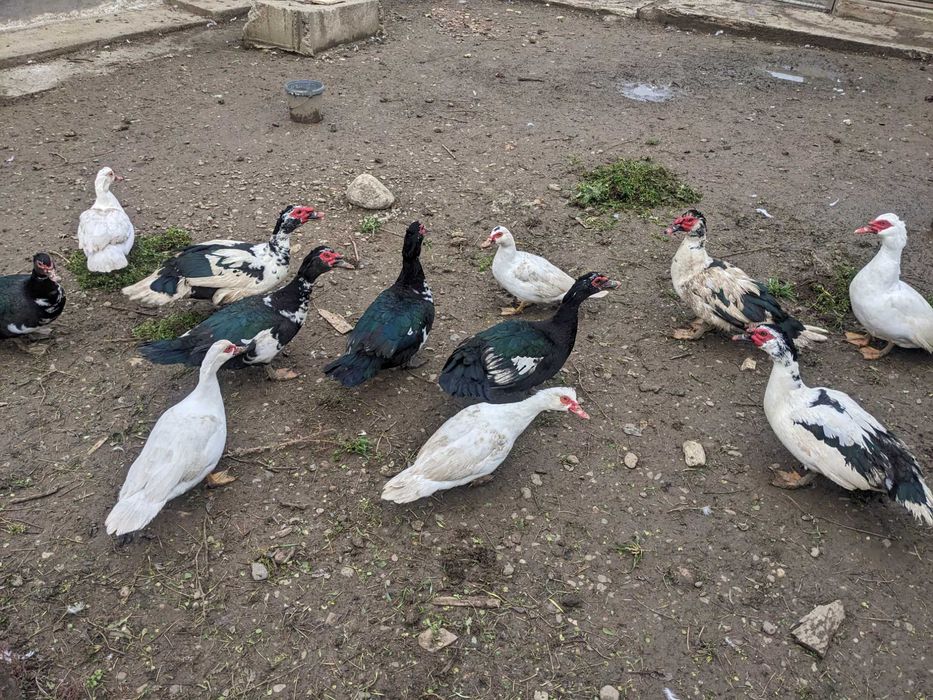 Rațe leșești (mute)