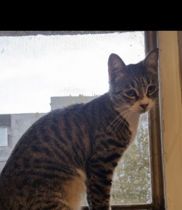 pisica de adoptat,fetita frumoasa,pisicuta pentru adoptie,pisica dragu