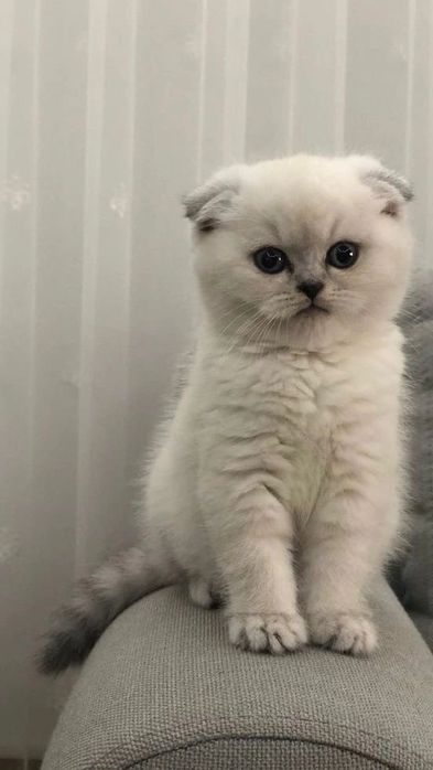 Отдам даром котенка