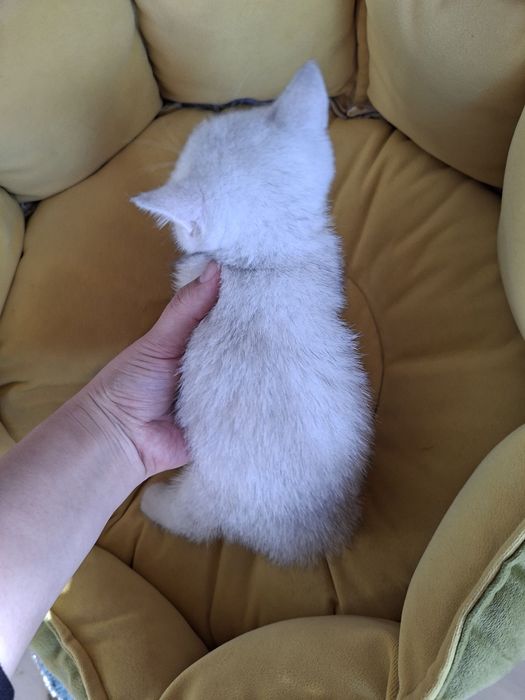 Серебристый шиншилла