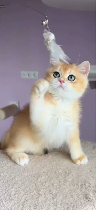 Британская золотая шиншилла девочка ny11