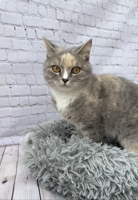 Кошечка ищет семью. Стерилизованная Нала