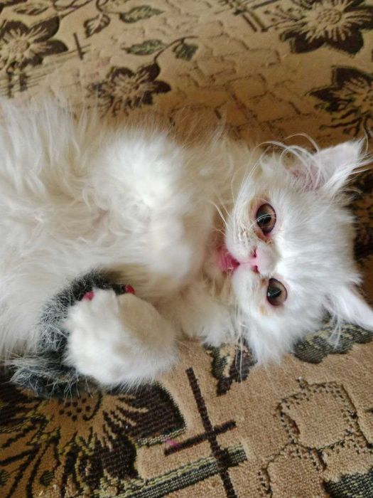 Персидский БЕЛЫЙ кот на вязку