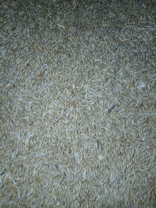 Vand orz 10 tone 1,3lei/kg