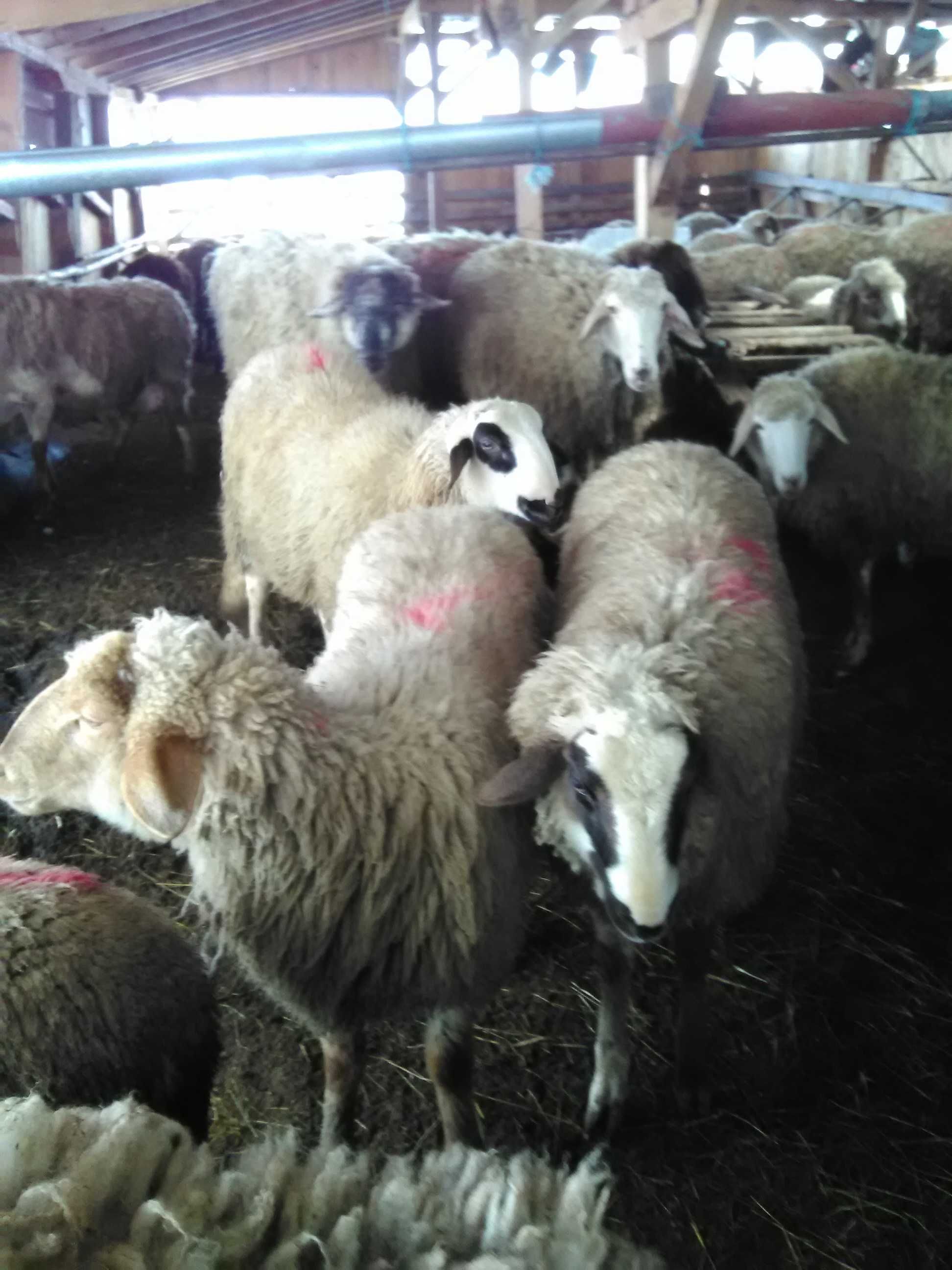 Продавам кочове,шилета,агнета и овце.
