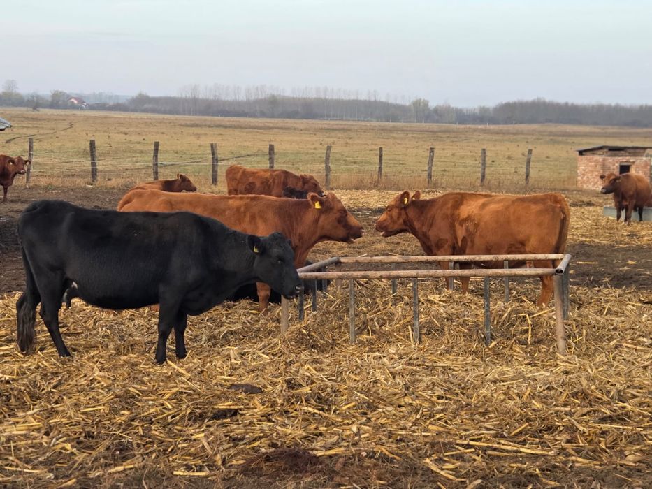 50 juninci Angus gestante