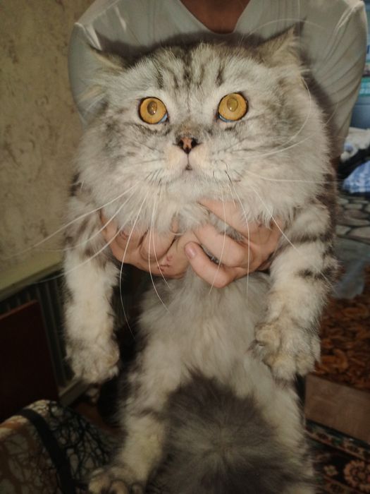 Персидский кот, не дорого в добрые руки