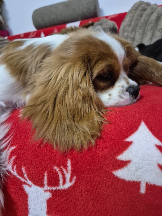 Cavalier king charles