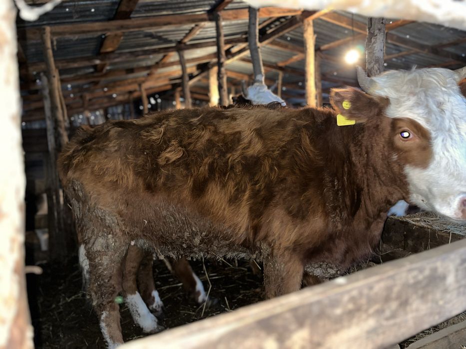 Продается 5 голов КРС