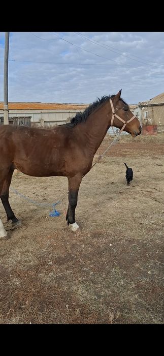 Продам жеребца 4 год