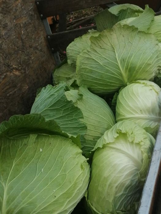 Varza plata sarmale