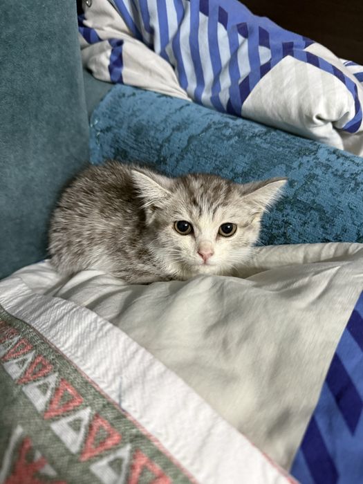 котенок 1 месяц.