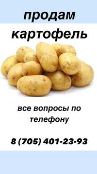 картофель едовой