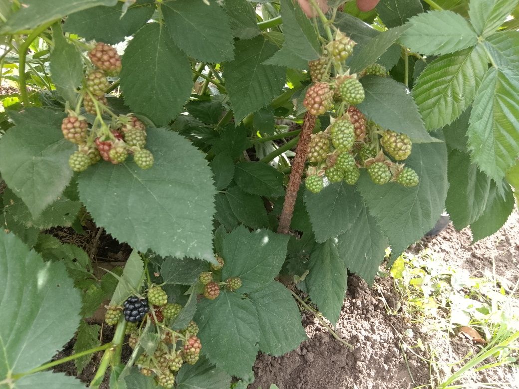 Продам ежевику сортовую