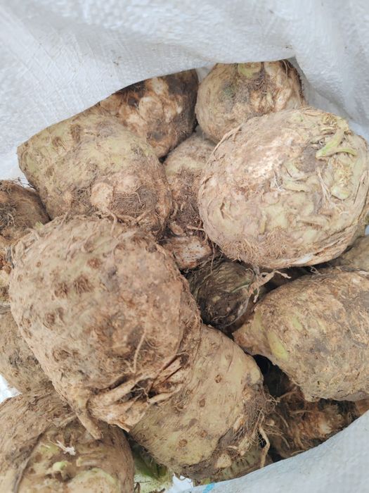 Radacinoase, Morcov, Țelină, Varză