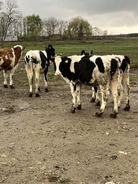 Vitele holstein rasa pura