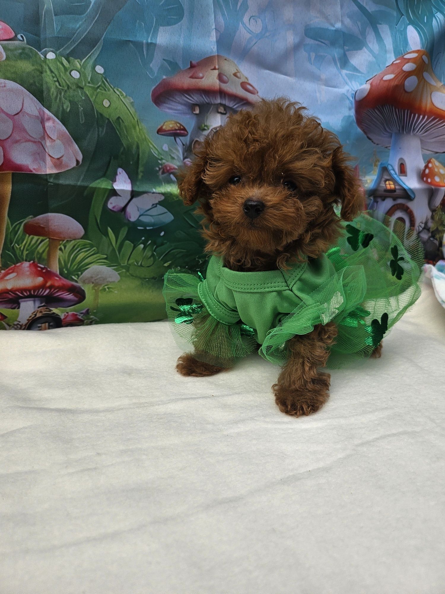 Резервирано !Пудел тийкъп момиче/Toy Poodle/Родословие