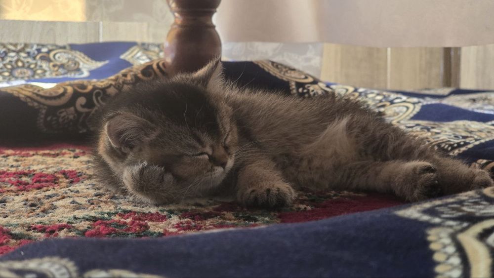 Котёнок британская короткошерстная