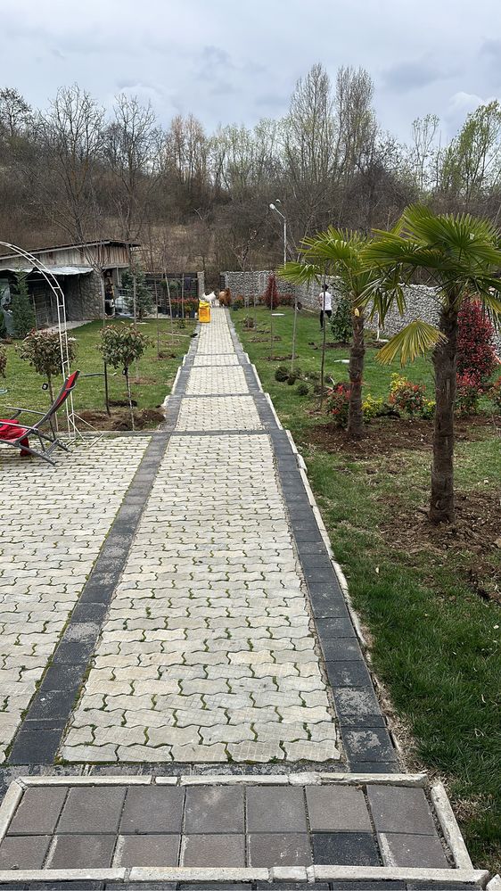 Anenajam spati verzi vindem plante ornamentale