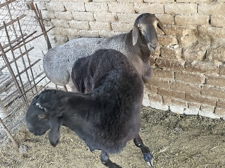 qoy qochqor sotilad