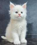 Maine Coon cu pedigree!