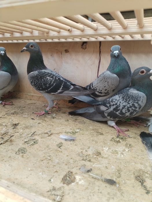 Vând porumbei voiajori