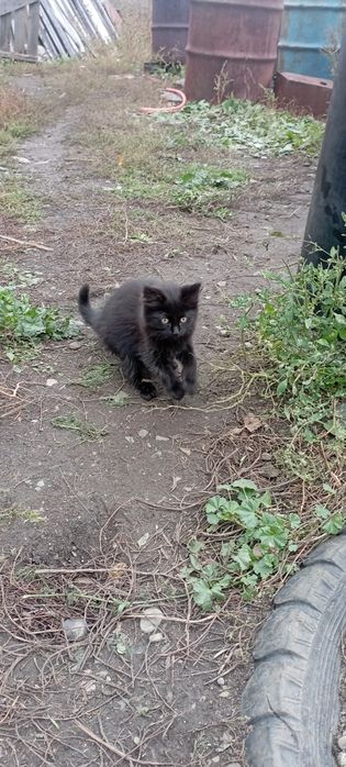 Отдам котят ( коты).