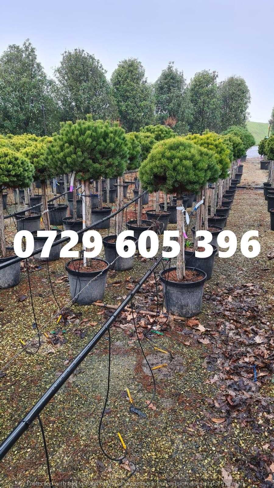 Grădina perfectă începe cu plantele potrivite