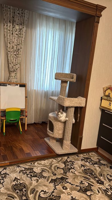 Кошка 1,5 года, стерилизованная, ласковая