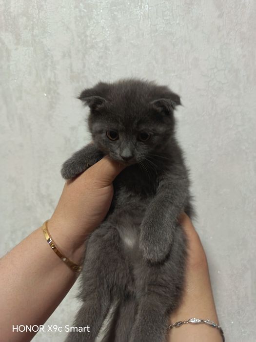 Зотли мушукчалар скотиш фолд