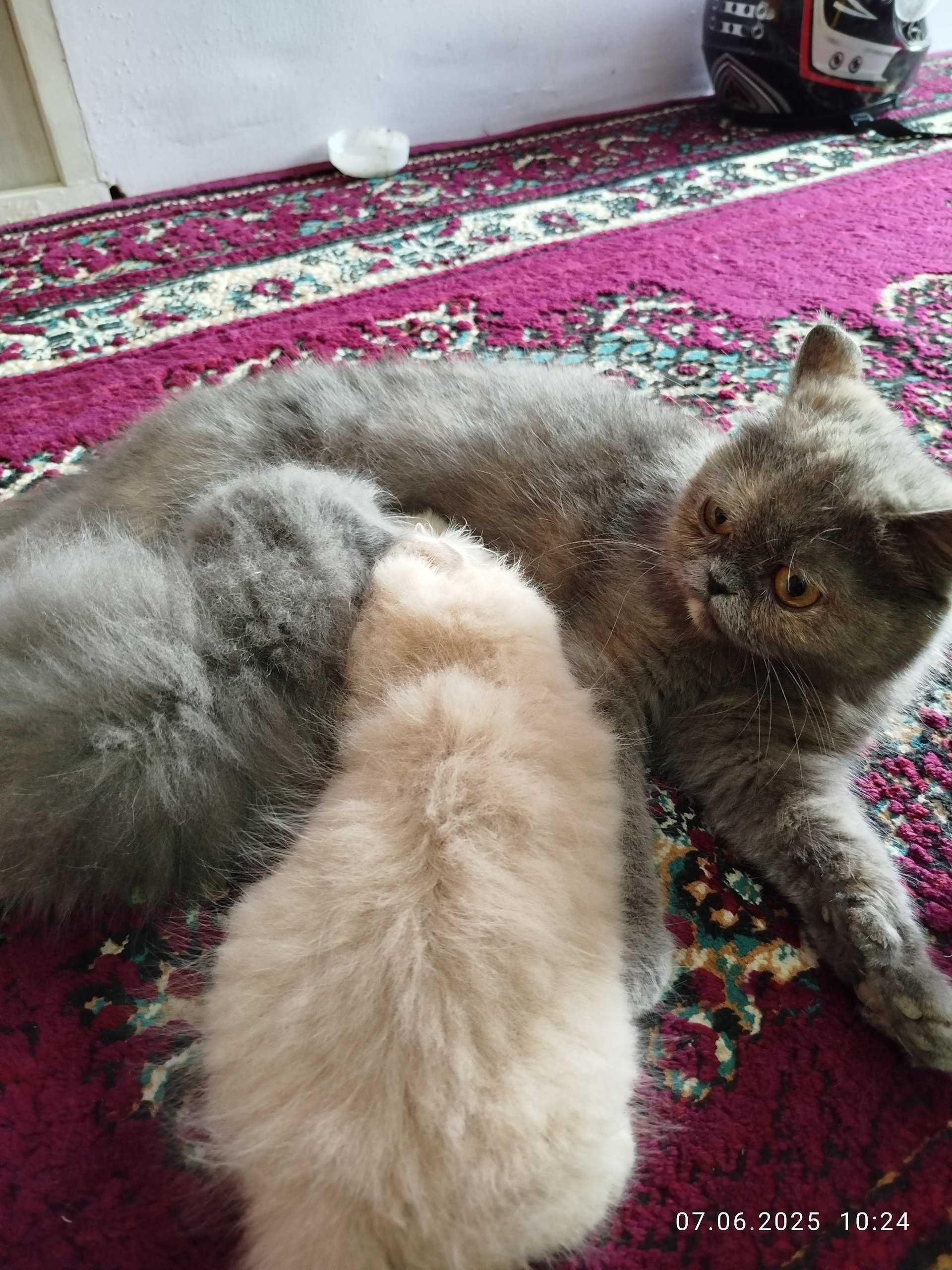 Продоються чисто породные котята Скотиш Фолд и Скотиш Страйт