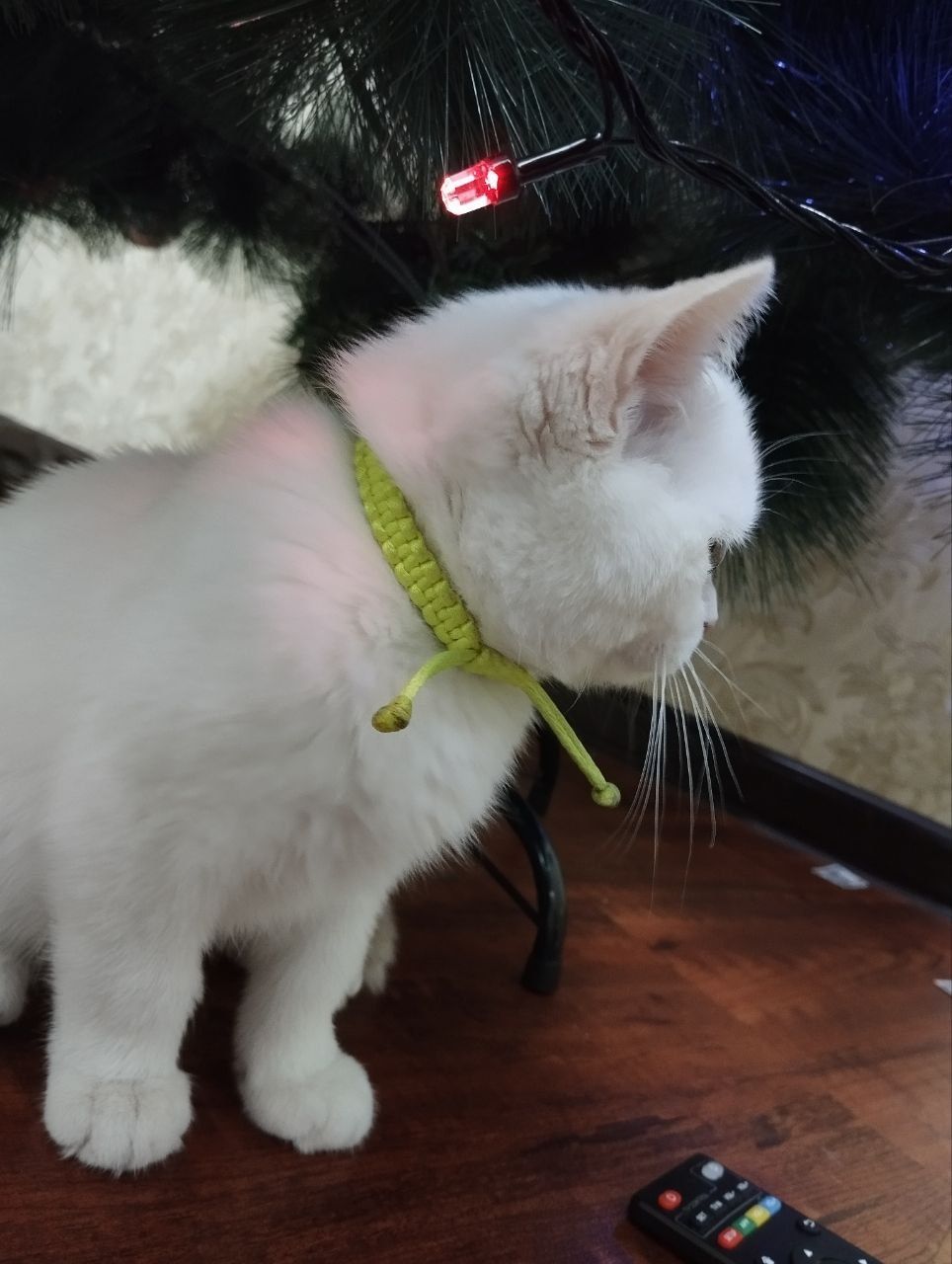 Котёнок oppoq kushuk