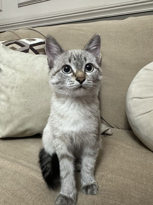 отдам котика в добрые руки