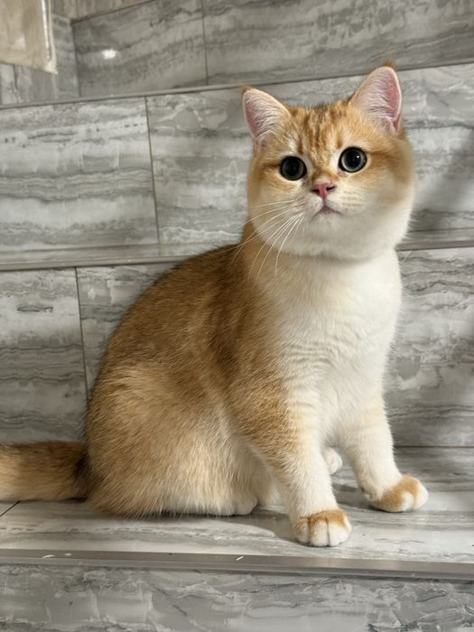 British shorthair