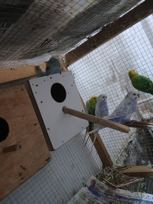 Popugaylar sotiladi tayyor ishlagan paralar parasi 250 mingdan