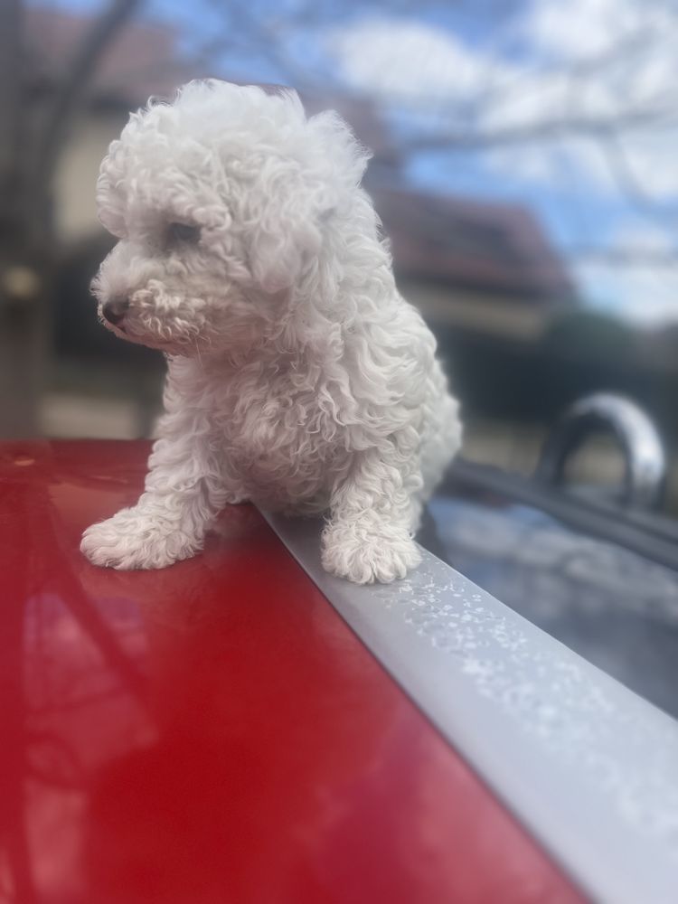 Maltipoo /Maltez/Poodle/ caniche mini toy