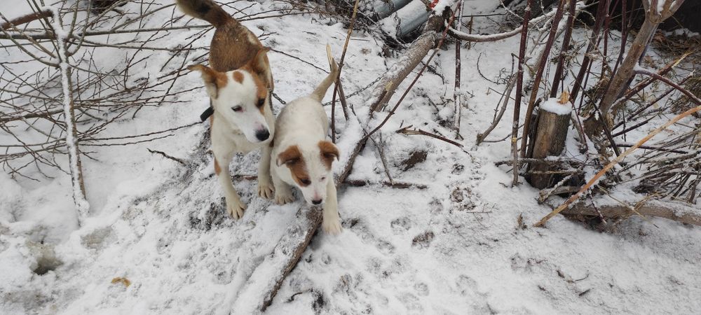 Отдам в добрые и заботливые руки щенят