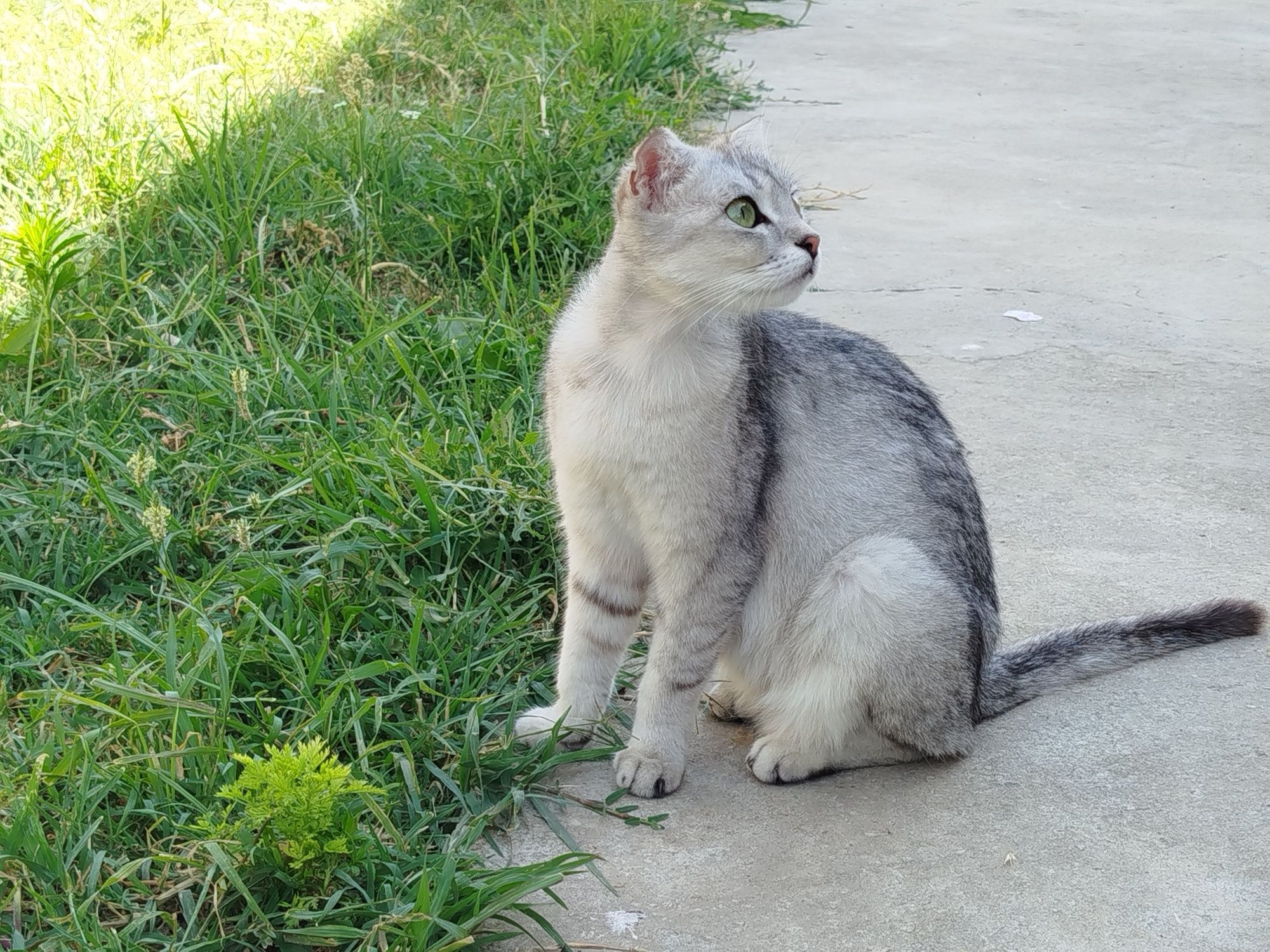 Scottish fold mushukchalar