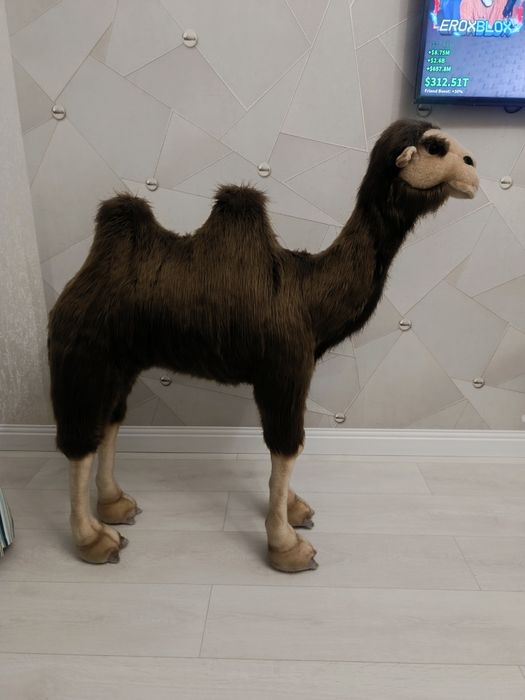Продам верблюда для интерьера.