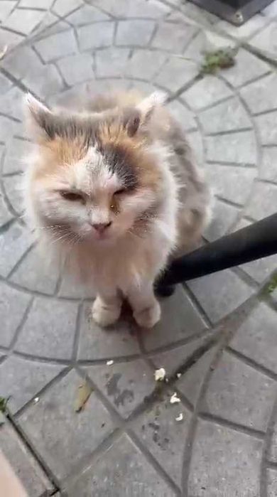 Трехцветной кошечке нужен дом!