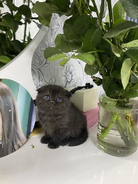Продаются котята скотиш фолд и страйт город Наваи