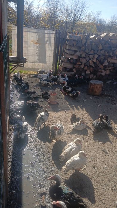 Rate lesesti de vanzare