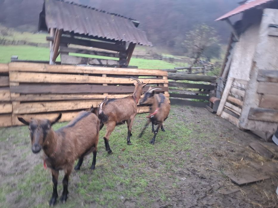 Capre alpine franceze gestante