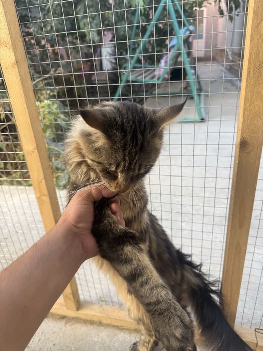 Mayunkun 1 yosh ogil bola